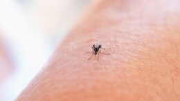 Making Mosquitoes Deaf Can Stop Spread Of Dengue, Study Finds