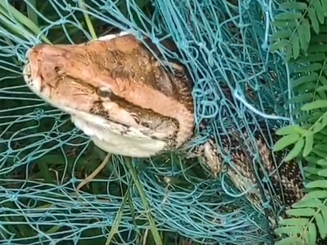 Video: Dramatic Rescue Of 10-Foot Python Stuck In Net