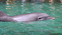 Lonely Dolphin Terrorises Japan Beach Town With Series Of Attacks: Report