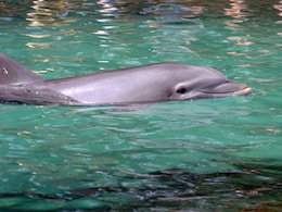 Lonely Dolphin Terrorises Japan Beach Town With Series Of Attacks: Report Lonely Dolphin Terrorises Japan Beach Town With Series Of Attacks: Report
