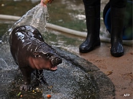 Explained: What Is Moodeng Meme Coin And Why It Is In News