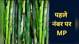 मध्यप्रदेश में खेती ने भरी नई उड़ान...बांस के क्षेत्र में नंबर वन राज्य बना, दूसरे नंबर पर अरुणाचल