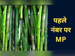 मध्यप्रदेश में खेती ने भरी नई उड़ान...बांस के क्षेत्र में नंबर वन राज्य बना, दूसरे नंबर पर अरुणाचल मध्यप्रदेश में खेती ने भरी नई उड़ान...बांस के क्षेत्र में नंबर वन राज्य बना, दूसरे नंबर पर अरुणाचल
