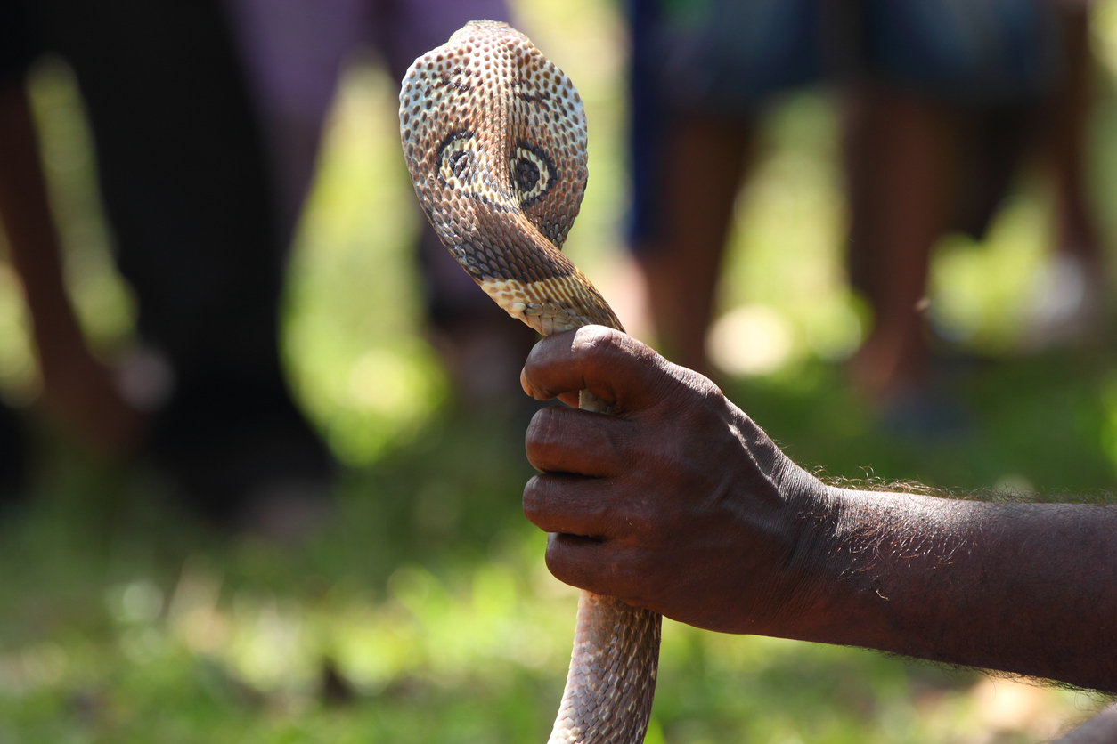 Snake Rescuers In Maharashtra To Get ID Cards, Accident Insurance: Minister