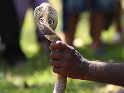Snake Rescuers In Maharashtra To Get ID Cards, Accident Insurance: Minister