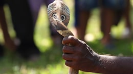 Villagers Burn Snake Alive On Funeral Pyre After It Kills Man In Chhattisgarh