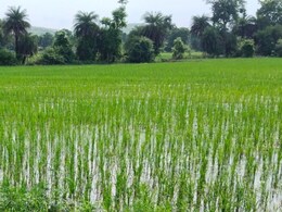 मानसून की मेहरबानी से अच्छी उपज की उम्मीद, फिर भी आंदोलन की राह पर क्यों है हाड़ौती के धान किसान? मानसून की मेहरबानी से अच्छी उपज की उम्मीद, फिर भी आंदोलन की राह पर क्यों है हाड़ौती के धान किसान?