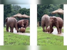 मां के साथ फुटबॉल खेलना चाहता था हाथी का बच्चा, बॉल मार-मारकर कर रहा था ऐसी हरकत, Cute Video जीत लेगा दिल मां के साथ फुटबॉल खेलना चाहता था हाथी का बच्चा, बॉल मार-मारकर कर रहा था ऐसी हरकत, Cute Video जीत लेगा दिल