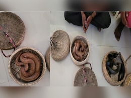 Nag Nagin: नाग-नागिन के जोड़े को पकड़ना पड़ गया भारी, बांस की टोकरी से मिली आजादी Nag Nagin: नाग-नागिन के जोड़े को पकड़ना पड़ गया भारी, बांस की टोकरी से मिली आजादी