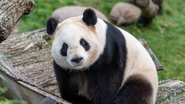 Finland Zoo To Return 2 Giant Pandas To China Because They Are Too Expensive To Keep