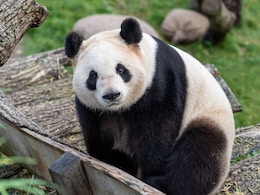 Finland Zoo To Return 2 Giant Pandas To China Because They Are Too Expensive To Keep Finland Zoo To Return 2 Giant Pandas To China Because They Are Too Expensive To Keep