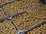 Tirupati Laddoos Row Explained: Who Said What, Where Ghee Came From Tirupati Laddoos Row Explained: Who Said What, Where Ghee Came From