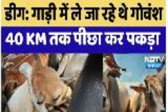 Deeg News: गाड़ी में भरकर ले जा रहे थे गोवंश,  40 KM तक पीछा कर पकड़ा Deeg News: गाड़ी में भरकर ले जा रहे थे गोवंश,  40 KM तक पीछा कर पकड़ा
