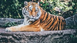 Tripura's Sepahijala Zoo Welcomes 3 Tiger Cubs For The First Time In 53 Years