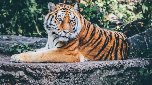 Tiger Found Dead In Goa, Likely Killed By Wild Dogs, Says Forest Minister