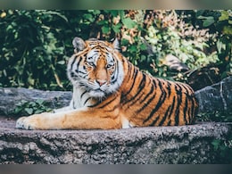 रणथंभौर टाइगर रिजर्व से पिछले एक साल में गायब हुए 25 बाघ, अब कमेटी करेगी मामले की जांच रणथंभौर टाइगर रिजर्व से पिछले एक साल में गायब हुए 25 बाघ, अब कमेटी करेगी मामले की जांच