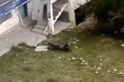 Terrorist Runs For Cover In J&K, Cut Down By Heavy Fire From Army Terrorist Runs For Cover In J&K, Cut Down By Heavy Fire From Army