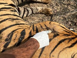 रणथंभौर नेशनल पार्क में बाघ T 2312 की मौत, गोघाटी में मिला शव