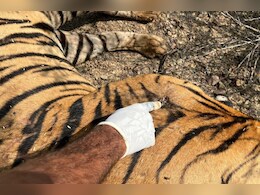 Ranthambore Tiger: रणथंभौर में युवक का शिकार बनाने के अगले दिन टाइगर 86 की मौत! पीट-पीटकर मारने की आशंका