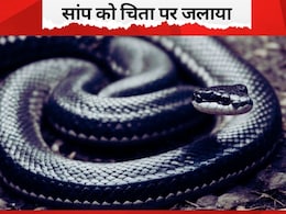 छत्तीसगढ़ में सांप को चिता पर क्यों जलाया? हैरान कर देगी वजह, जानिए क्या करेगा वन विभाग छत्तीसगढ़ में सांप को चिता पर क्यों जलाया? हैरान कर देगी वजह, जानिए क्या करेगा वन विभाग