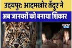 आदमखोर Leopard ने अब जानवरों को बनाया शिकार, 5 दिन बाद भी खौफ में जी रहे लोग आदमखोर Leopard ने अब जानवरों को बनाया शिकार, 5 दिन बाद भी खौफ में जी रहे लोग