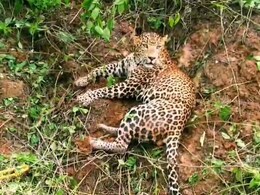 सावधान! इस तेंदुए को पसंद है मुर्गे, अब तक इतने सौ मुर्गे-मुर्गियों को बना चुकी है शिकार