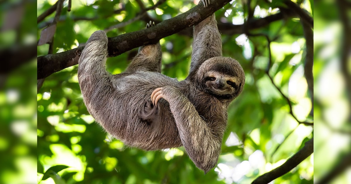 relaxed animals pictures