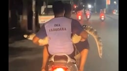 Video: Vadodara Animal Rescuers Tripling On Scooter - With A Crocodile