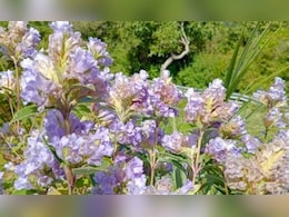 रंग लाई माली की मेहनत, पूरे शबाब के साथ खिले नीलकुरिंजी, 12 साल में एक बार खिलता है ये खूबसूरत फूल रंग लाई माली की मेहनत, पूरे शबाब के साथ खिले नीलकुरिंजी, 12 साल में एक बार खिलता है ये खूबसूरत फूल