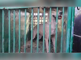 थोड़ी राहत, बहराइच में एक और आदमखोर भेड़िया पकड़ा गया, देखिए Video थोड़ी राहत, बहराइच में एक और आदमखोर भेड़िया पकड़ा गया, देखिए Video