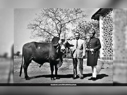 ब्राजील की गायों में दौड़ रहा 'कृष्णा' का खून, समझें भावनगर के महाराज के गिफ्ट से कैसे बनी इतनी बड़ी मिल्क इंडस्ट्री? ब्राजील की गायों में दौड़ रहा 'कृष्णा' का खून, समझें भावनगर के महाराज के गिफ्ट से कैसे बनी इतनी बड़ी मिल्क इंडस्ट्री?