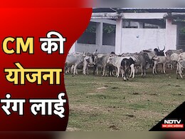 Chhatarpur में मोहन सरकार का दिखने लगा है असर, गोवंश के लिए बना दी गई 151 गौशालाएं 