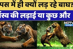 Ranthambore News: आपस में ही क्यों लड़ रहे  बाघ ?, वर्चस्व की लड़ाई या कोई और बात