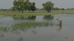 Rajasthan Rain Alert: धौलपुर में आसमानी आफत का कहर, फसले हुई चौपट; करीब 5000 किसान कर रहे मुआवजे की मांग