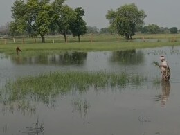 Rajasthan Rain Alert: धौलपुर में आसमानी आफत का कहर, फसले हुई चौपट; करीब 5000 किसान कर रहे मुआवजे की मांग Rajasthan Rain Alert: धौलपुर में आसमानी आफत का कहर, फसले हुई चौपट; करीब 5000 किसान कर रहे मुआवजे की मांग