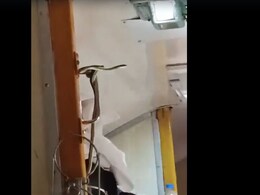 Video: Snake In A Train Going To Mumbai, Passengers Run From Their Seats Video: Snake In A Train Going To Mumbai, Passengers Run From Their Seats