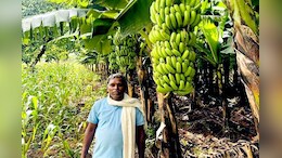 मुनाफे की खेती! केले की Natural Farming ने बदल दी इस किसान की तकदीर, अब कमा रहे लाखों रुपये