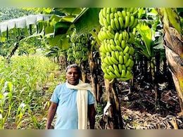 मुनाफे की खेती! केले की Natural Farming ने बदल दी इस किसान की तकदीर, अब कमा रहे लाखों रुपये मुनाफे की खेती! केले की Natural Farming ने बदल दी इस किसान की तकदीर, अब कमा रहे लाखों रुपये