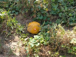 भारत-पाकिस्तान बॉर्डर नहीं थम रही तस्करी, 4 दिन के अंदर 20 करोड़ की हेरोइन जब्त