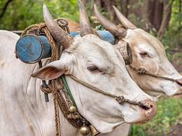 शौक बड़ी चीज है! बैलगाड़ी रेस के लिए कर्नाटक के इस किसान ने 36 लाख में खरीदी बैलों की जोड़ी