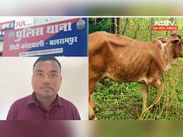 कांग्रेस नेता मिंज ने इतनी सी बात पर दो गायों पर चला दी गोली, पहले भी लग चुके हैं ये गंभीर आरोप