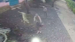 Video: Jackal Attacks 2 Men In Madhya Pradesh, They Toss It 15 Feet Away