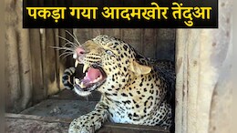 उदयपुर में जहां किया महिला का शिकार, वहीं पकड़ में आया 'आदमखोर' तेंदुआ; 5 दिन में 3 की ले चुका जान