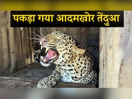 उदयपुर में जहां किया महिला का शिकार, वहीं पकड़ में आया 'आदमखोर' तेंदुआ; 5 दिन में 3 की ले चुका जान
