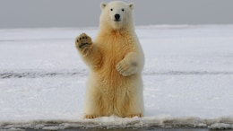 Polar Bear Appears In Iceland For 1st Time In 8 Years, Shot Dead By Police