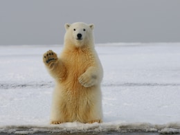 Polar Bear Appears In Iceland For 1st Time In 8 Years, Shot Dead By Police Polar Bear Appears In Iceland For 1st Time In 8 Years, Shot Dead By Police