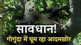 Leopard Attacks In Udaipur: 10 दिन में 7 लोगों की जान ले चुका उदयपुर का आदमखोर तेंदुआ, पकड़ से अब भी दूर&nbsp;