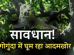 Leopard Attacks In Udaipur: 10 दिन में 7 लोगों की जान ले चुका उदयपुर का आदमखोर तेंदुआ, पकड़ से अब भी दूर 