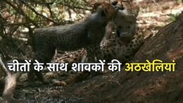 Kuno National Park: कूनो नेशनल पार्क में प्रोजेक्ट चीता के दो साल, आज मनाया जाएगा जश्न