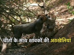 Kuno National Park: कूनो नेशनल पार्क में प्रोजेक्ट चीता के दो साल, आज मनाया जाएगा जश्न